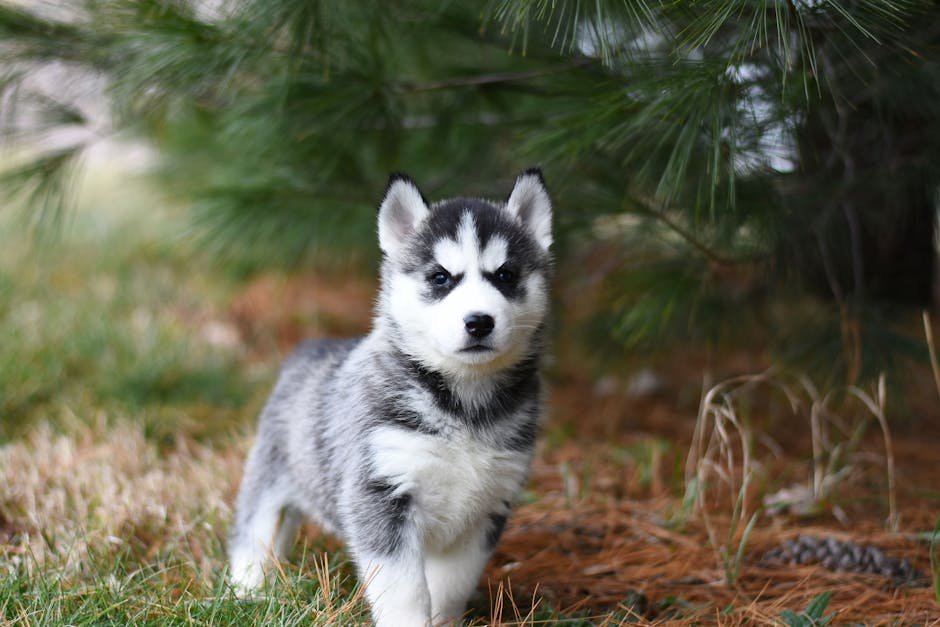 Transitioning from puppyhood to adolescence, embrace their independence and personality.