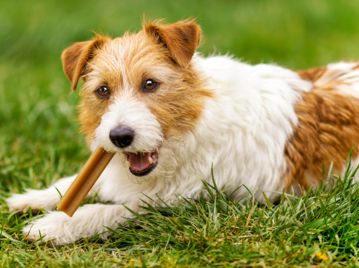 A selection of healthy, natural dog treats from Fetch and Feast, designed to promote your dog's well-being in Philadelphia.