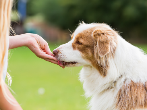 A selection of tasty, healthy dog treats, perfect for rewarding your pet with natural, nutritious options.