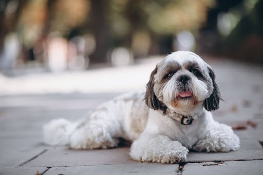 A variety of nutritious dog treats, made with natural ingredients for a healthy and tasty snack.