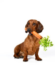 Is Vegetarian Dog Food Healthy?